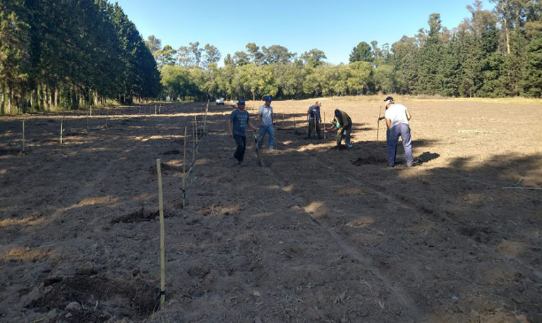 Avanza proyecto de plantación de olivos en el Vivero Forestal de Caleufú