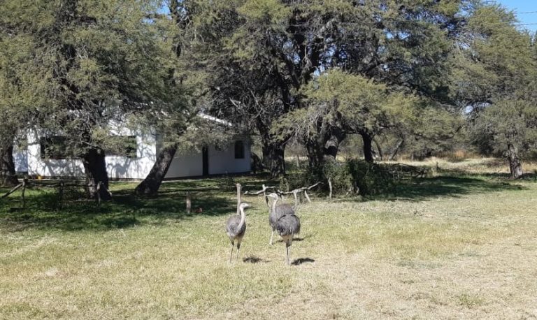 Allanamiento por “tenencia ilegal” de fauna silvestre en La Pampa: Recuperaron ñandúes y los liberaron en espacios seguros