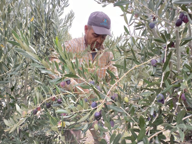 Anticipan cosecha récord de aceitunas en Casa de Piedra