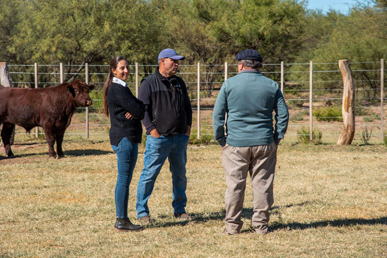 Se realizó una prueba de eficiencia genética en toros en Chacharramendi