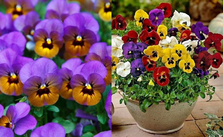 Para los amantes del jardín: Hoy hablaré de pensamiento