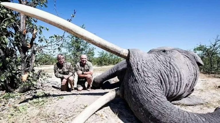 Repudio: un cazador pagó 50 mil dólares para matar a un elefante en extinción en África