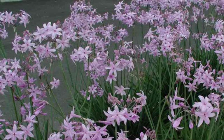 Para los amantes del jardín: Hoy hablaré de tubalgia