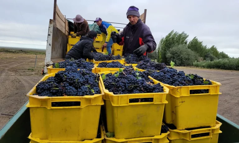 Certificación fitosanitaria de más de 650 toneladas de uva para vinificar en La Pampa