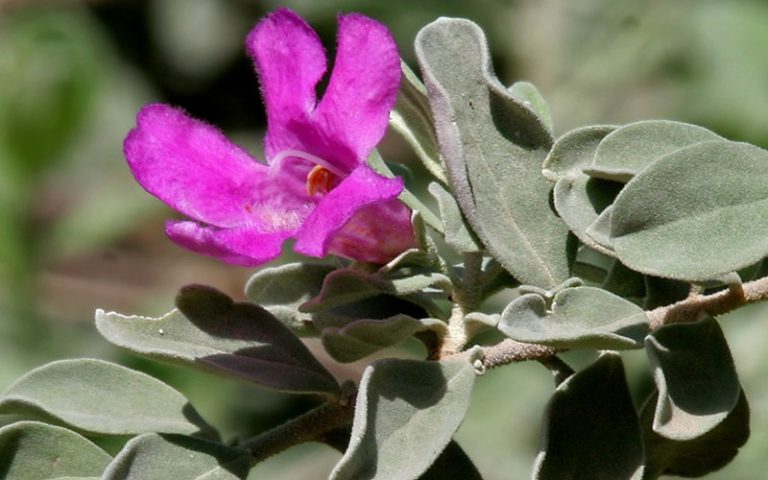 Para los amantes del jardín: Hoy hablaré de “leucopilo, cenizo”