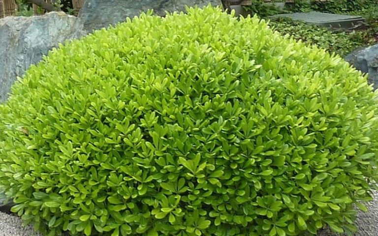 Para los amantes del jardín: Hoy hablaré de azareros