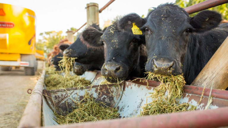 Empresa agropecuaria busca encargado con experiencia en establecimiento ganadero para radicarse en zona rural de Nueva Galia