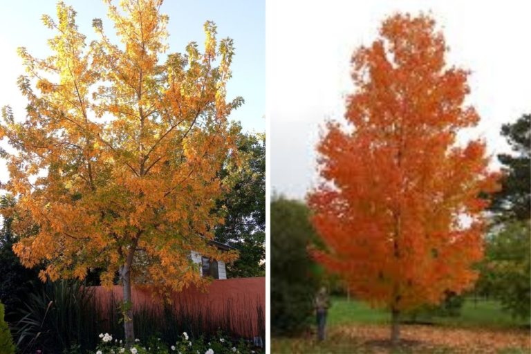 Para los amantes del jardín: Hoy escribiré sobre acer sacharinum