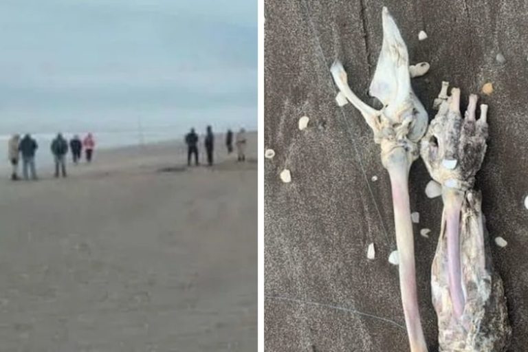 Horror en Mar de Ajó: Un turista pescó un brazo y otro encontró un torso humano