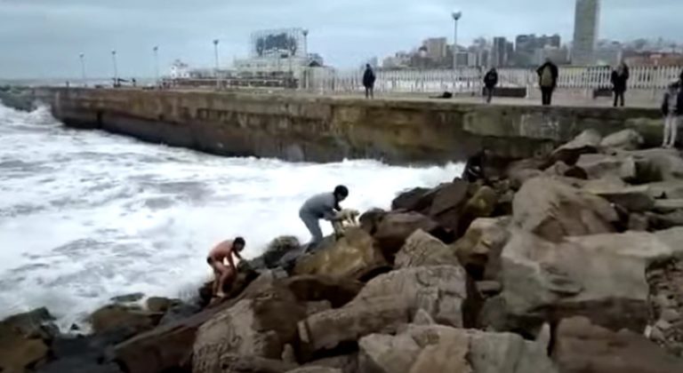 Mar del Plata: un hombre se tiró al mar para rescatar a un perro que cayó cuando paseaba con sus dueños
