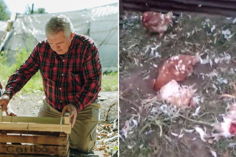 Un grupo de perros mató unas 150 gallinas en la huerta “El Adolfo”: “Las perdidas rondan los $ 200 mil, esto es un problema para la ciudad”