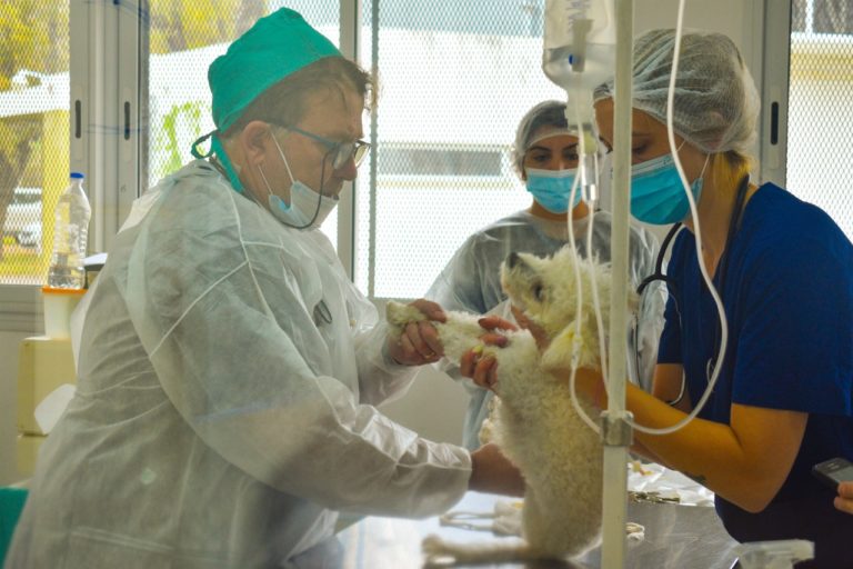 En tres días, el Municipio realizó 80 castraciones en el nuevo Hospital Escuela de Animales Pequeños
