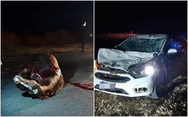 Un auto chocó un caballo suelto en la ruta provincial 1 entre General Pico y Dorila