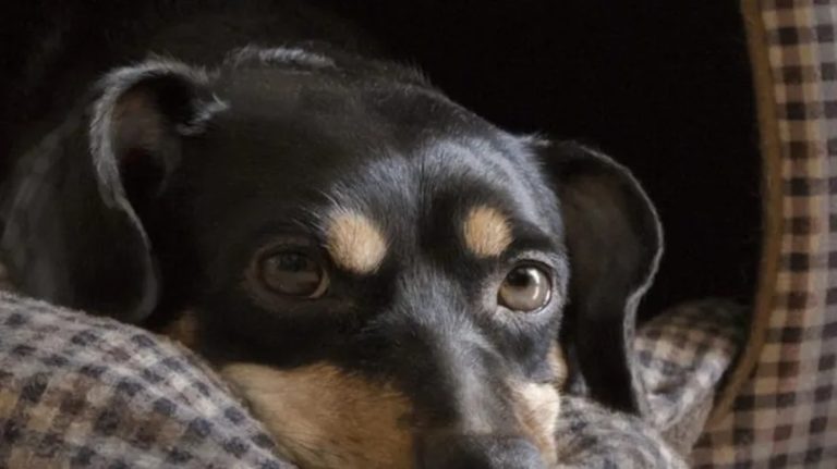 El drama de Coco, un perro que está varado en Migraciones y podrían sacrificar