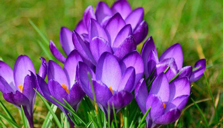 Para los amantes del jardín: Hoy escribiré sobre crocus