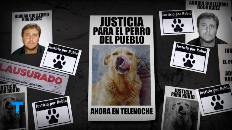 Condenaron a un año y medio de prisión al asesino de Rubio, el perro arrastrado por una camioneta hasta morir
