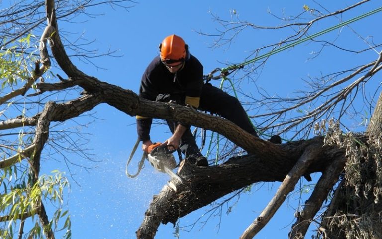 Empezó la temporada de poda en General Pico: Todo lo que necesitas saber para tramitar la autorización