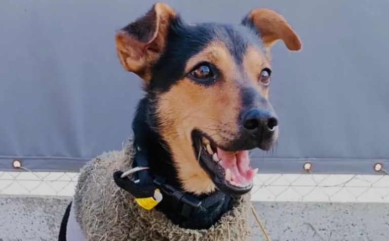 El perro “Coco”, que fue aislado en Ezeiza, recupera hoy su libertad y viajará a Córdoba con su dueño