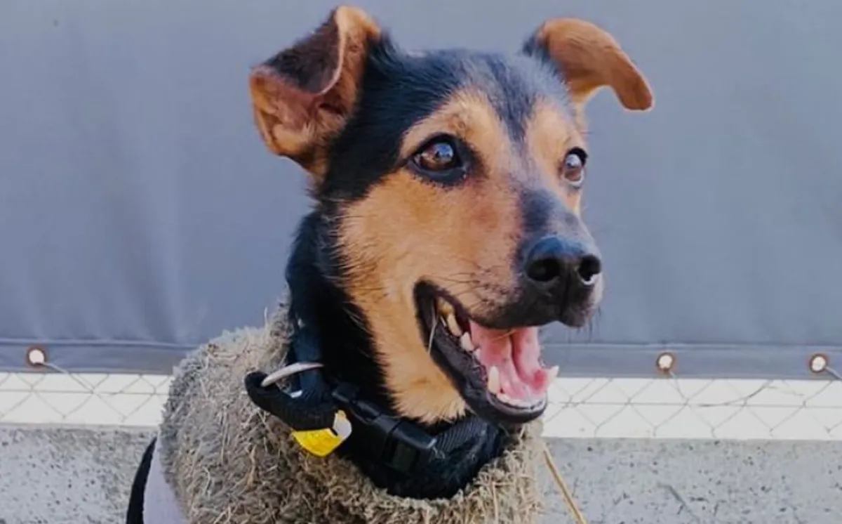 El perro “Coco”, que fue aislado en Ezeiza, recupera hoy su libertad y viajará a Córdoba con su dueño