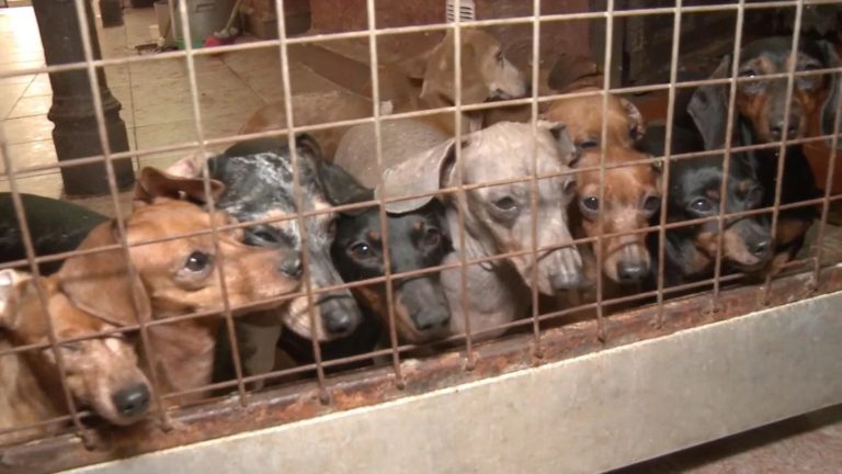 Rescataron a 55 perros salchicha que eran maltratados en un criadero ilegal en Caballito