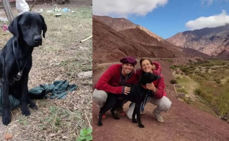 Salta: turistas alemanes rescataron a un perro y se lo llevan a vivir en Frankfurt