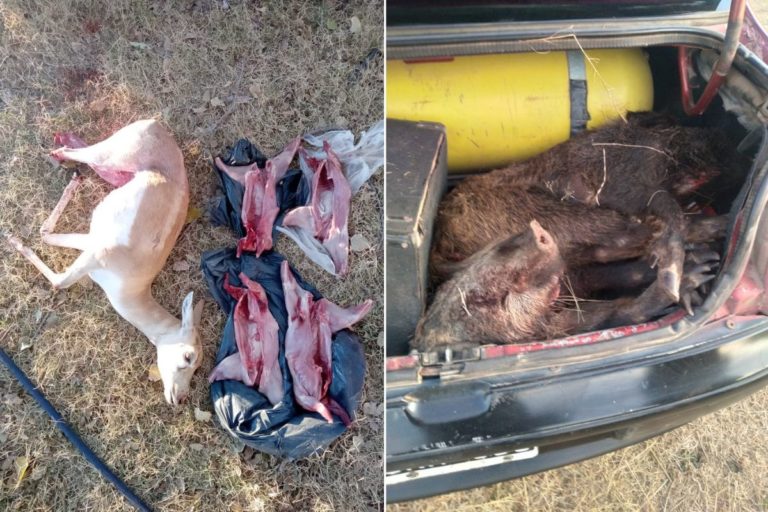 Seguridad Rural realizó 5 procedimientos por ‘caza ilegal’ en La Pampa: Secuestraron armas, animales y otros elementos