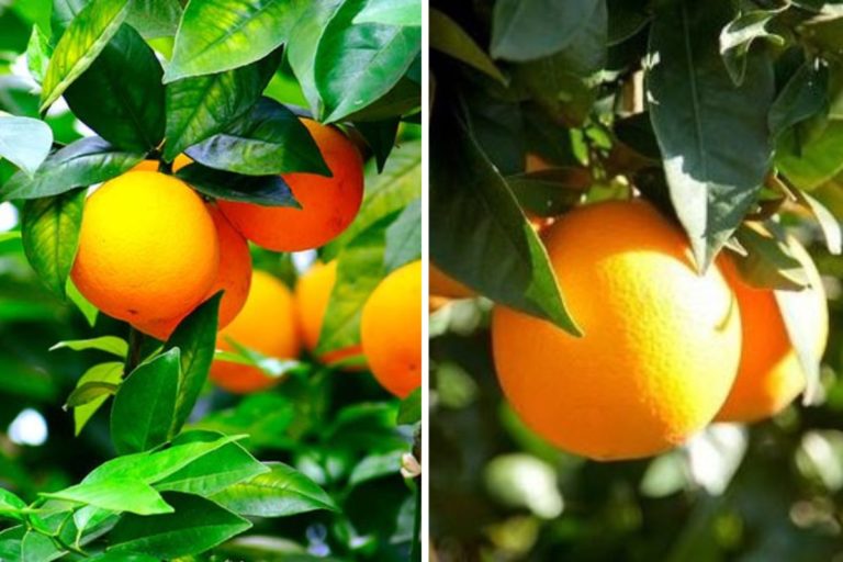 Para los amantes del jardín: Hoy escribiré sobre naranja de verano o naranja de jugo