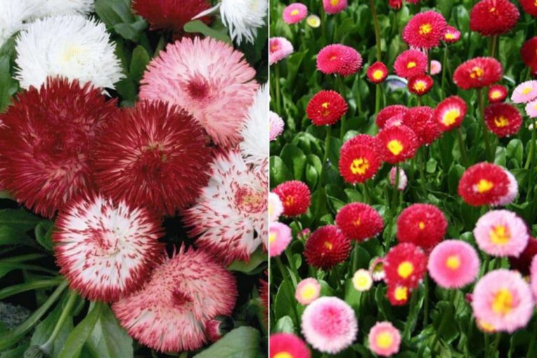 Para los amantes del jardín: Hoy escribiré sobre coquetas