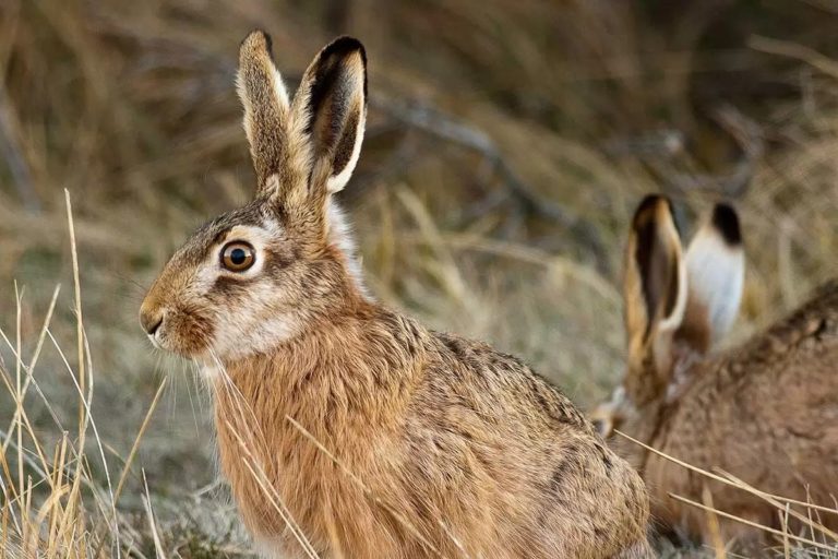 Se encuentra habilitada la caza comercial de liebre europea hasta el 31 de julio en La Pampa