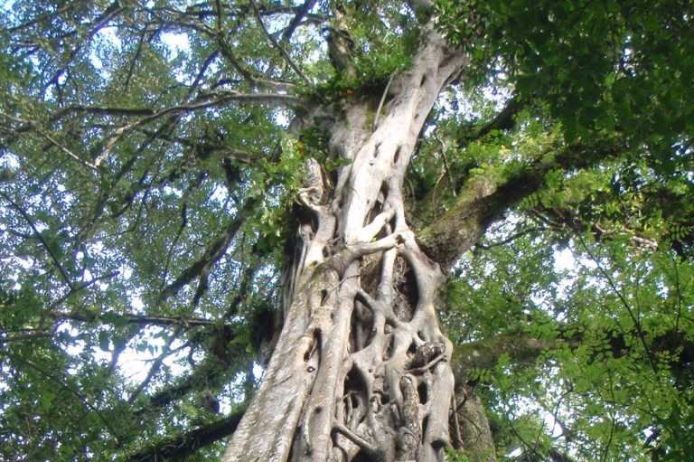 Para los amantes del jardín: Hoy escribiré sobre ficus