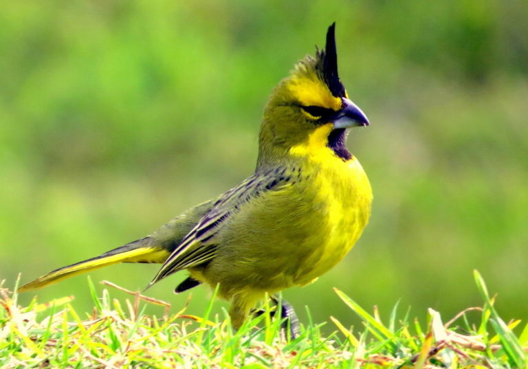La Pampa en proyecto colaborativo para proteger al cardenal amarillo