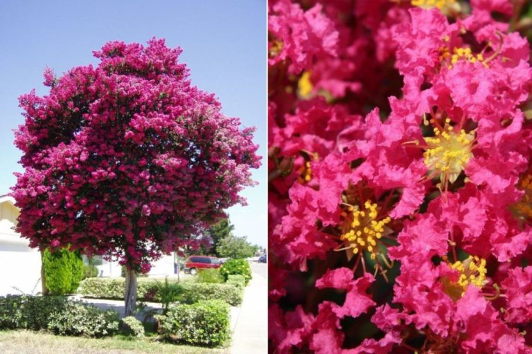 Para los amantes del jardín: Hoy escribiré sobre espumilla, crespón y árbol de Júpiter