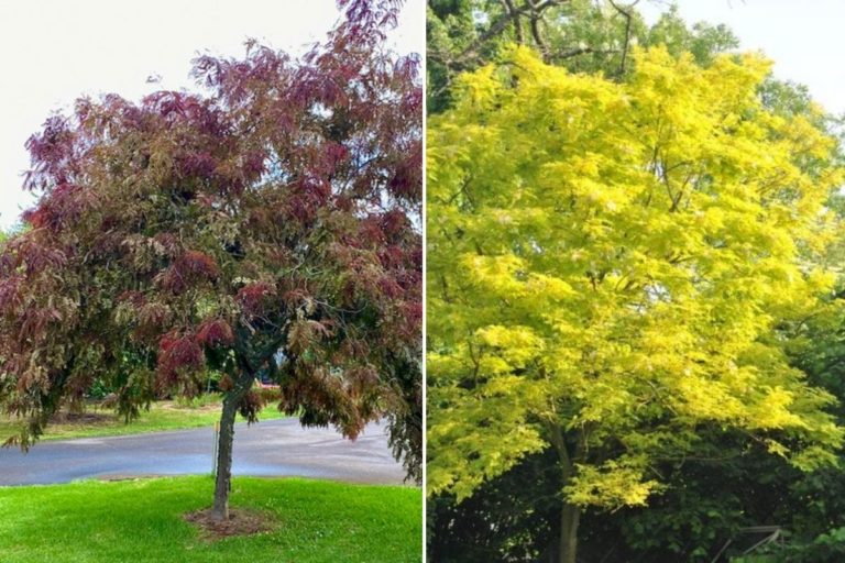 Para los amantes del jardín: Hoy escribiré sobre acacia amarilla, rayo de sol y acacia “ruby”