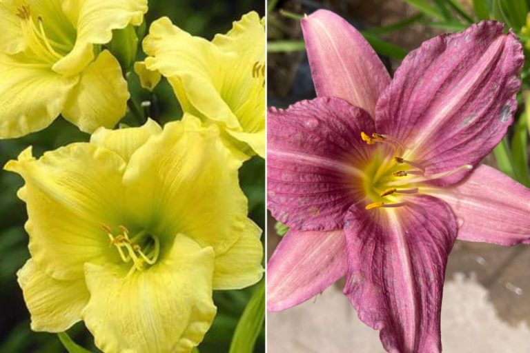 Para los amantes del Jardín: Hoy escribiré sobre “hemerocallis”, flor de un día