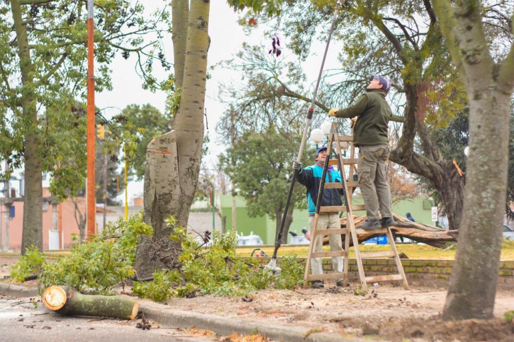 Realizan mantenimiento y recambio de especies arbóreas en la Plaza, Memoria, Verdad y Justicia