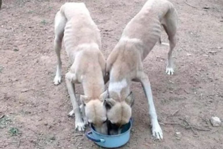 Horror en Córdoba: denuncian a un hombre que alimentaba a su pitbull con otros perros vivos