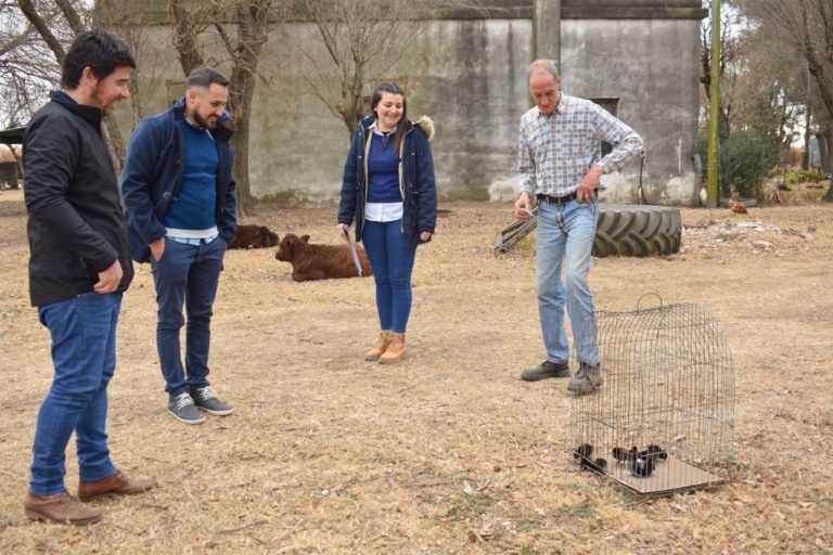El municipio piquense entregó 350 pollitas ponedoras