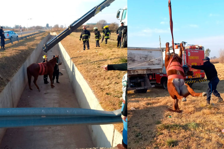 Rescataron a un caballo que se había caído a un canal de desagüe