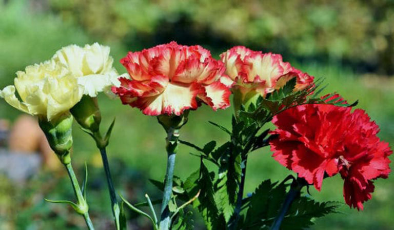 Para los amantes del jardín: Hoy escribiré sobre el clavel