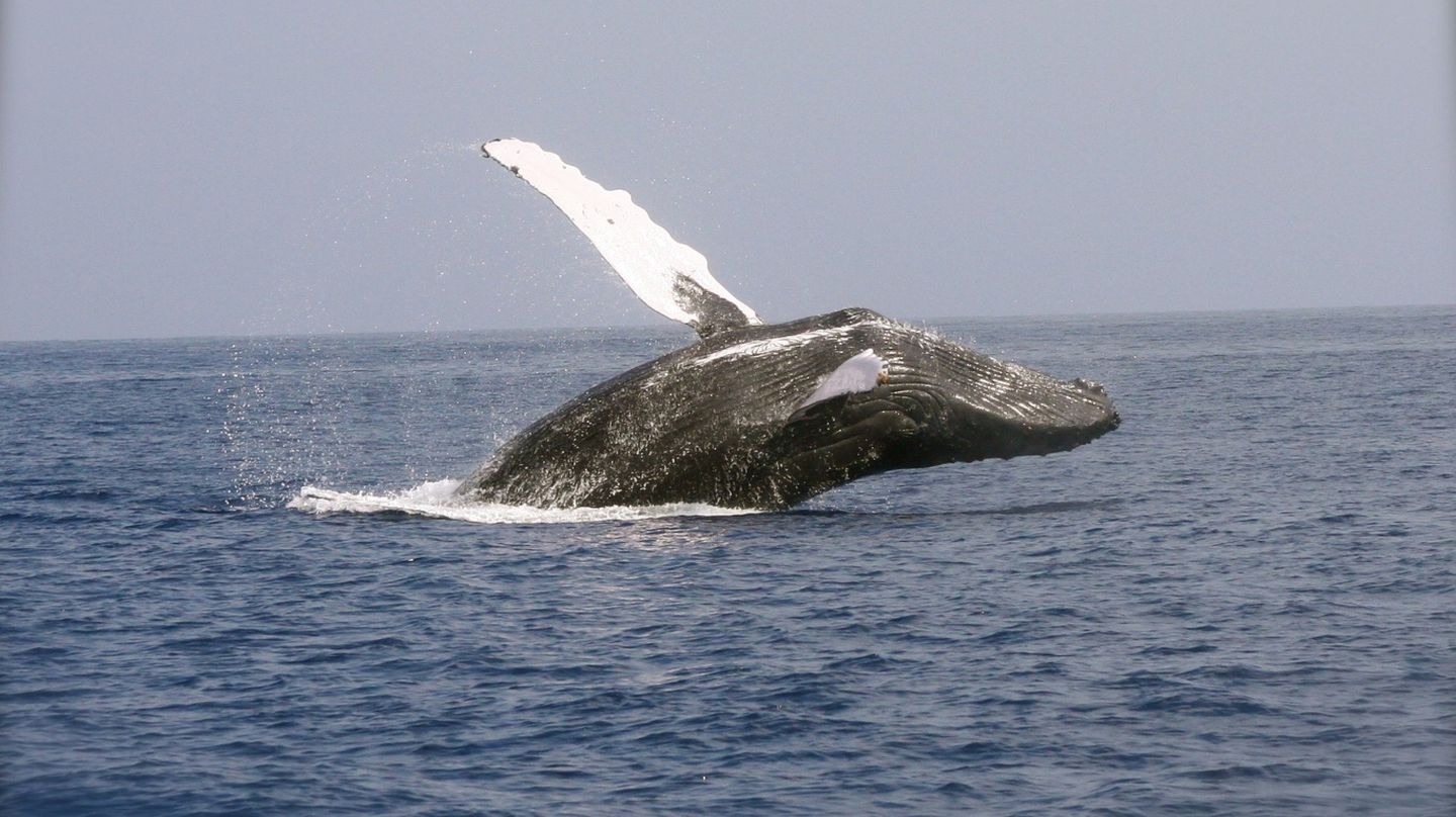 Increíble momento en California: una ballena se tragó a dos mujeres, las devolvió al mar y todo quedó grabado