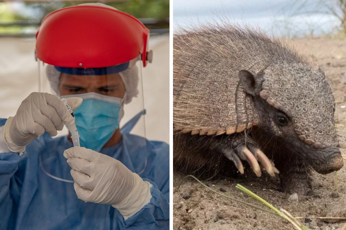 Detectan COVID-19 en peludos de General Pico: “Hay nuevos hospedadores que pueden mantener al virus, lo pueden diseminar y ser una fuente de mutación”