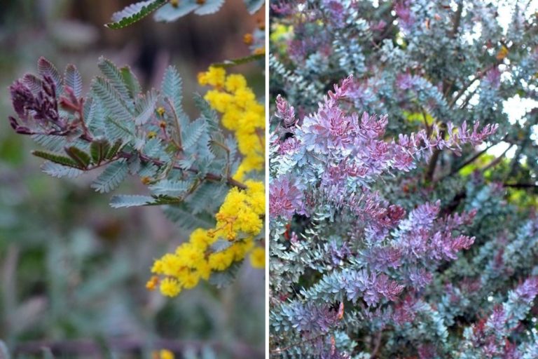 Para los amantes del jardín: Hoy escribiré sobre “acacia baileyana rubra”