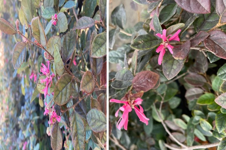 Para los amantes del jardín: Hoy escribiré sobre “loropetalum”