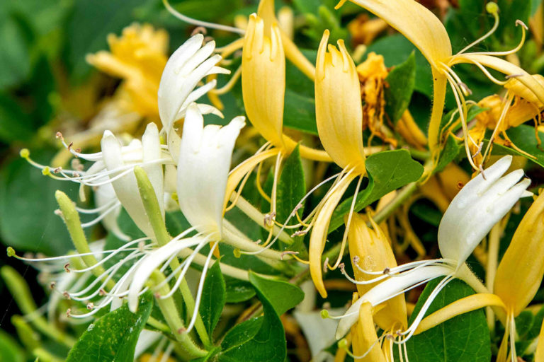 Para los amantes del jardín: Hoy escribiré sobre “madreselvas blancas”