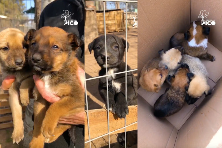 Más de 30 cachorros fueron tirados en diferentes puntos de General Pico el último fin de semana, y están buscando un hogar 