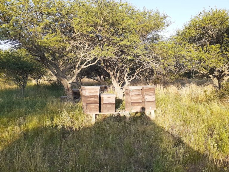 Control y certificación sanitaria en un apiario orgánico de la provincia de La Pampa