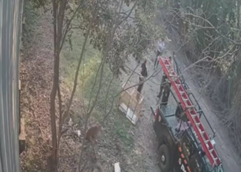 Un chico de Rosario abandonó a su perra, lo escracharon en las redes y regresó a buscarla: “No tengo plata para cuidarla”