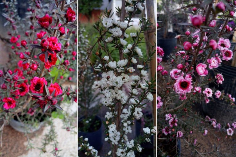 Para los amantes del jardín: Hoy escribiré sobre “leptospermun”