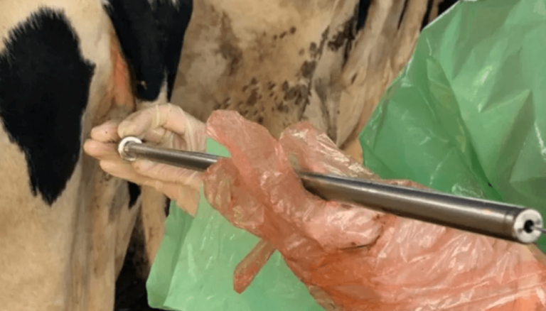 La Facultad de Ciencias Veterinarias anunció un curso de Inseminación Artificial en Bovinos
