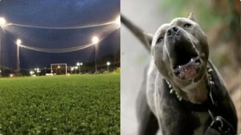 Santiago del Estero: un nene de 13 años entró a robar a una cancha, lo atacó un perro y ahora está al borde de la muerte